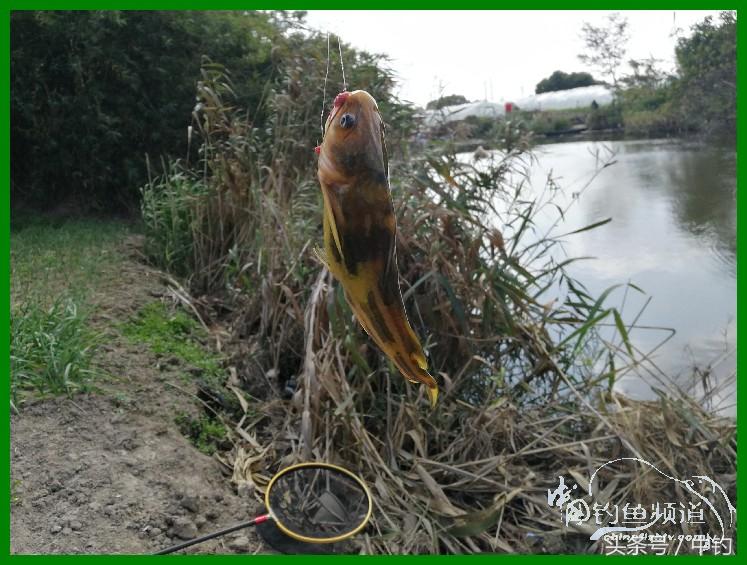 爽钓渔具,爽钓黄金版