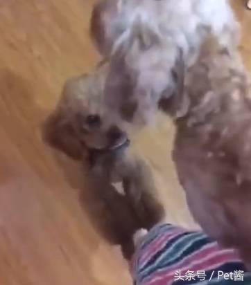 捡到一只泰迪幼狗,路边捡了一窝小泰迪狗好吗