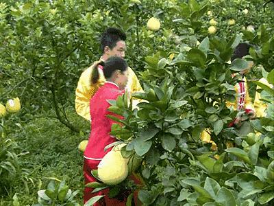 11月18日，宣恩“柚”惑甜蜜相约！