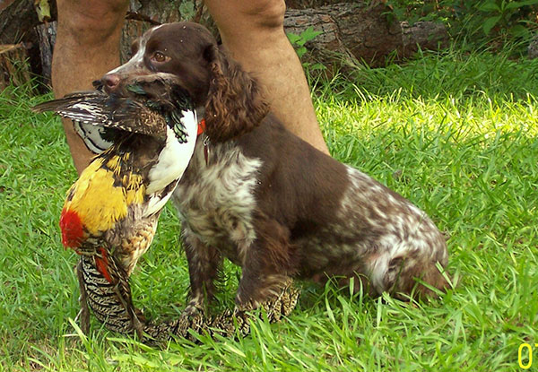 英国可卡犬怎样饲养与护理,超萌纯种英国可卡犬