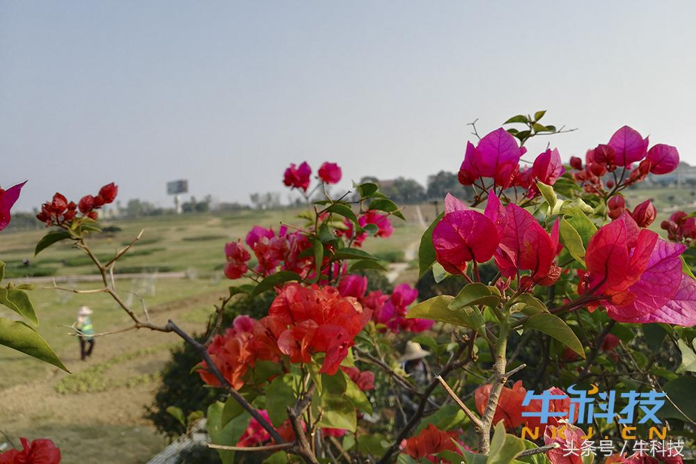 荣耀畅玩7x评测,荣耀7x的千元手机