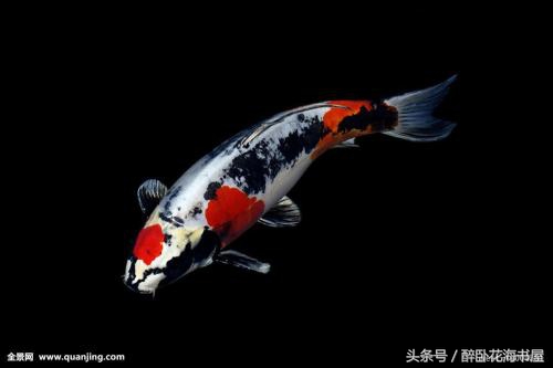 冬季锦鲤喂食的正确方法,冬季池塘锦鲤鱼如何过冬