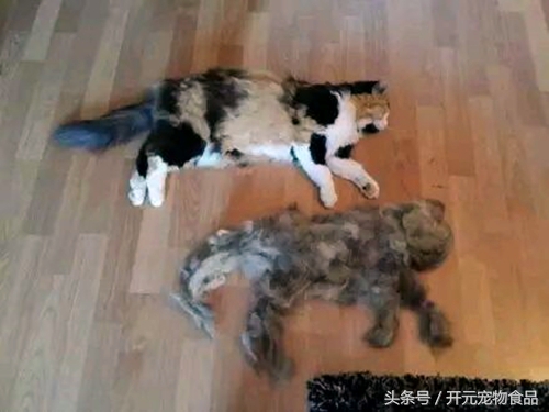 养猫家里都是猫毛怎么办,长期养猫的人肺里会积猫毛
