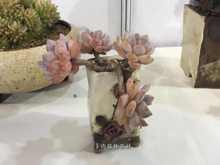 公认最美4种多肉植物图片,2014年上海多肉植物展图片