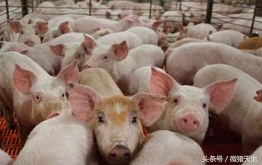 养猪技术手册四册,养猪手册从入门到精通