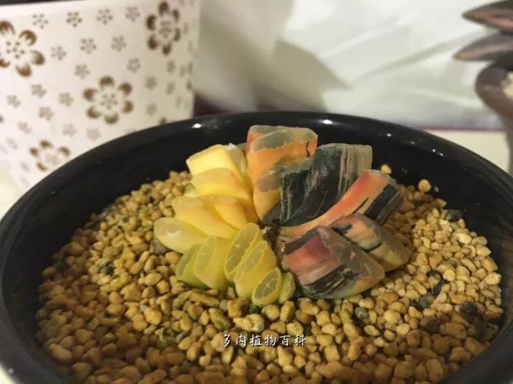 公认最美4种多肉植物图片,2014年上海多肉植物展图片