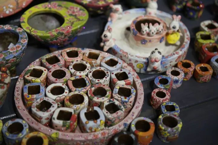 公认最美4种多肉植物图片,2014年上海多肉植物展图片