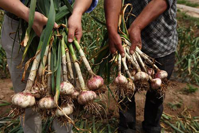 大蒜年年种老蒜地重茬怎么处理,大蒜大面积减产