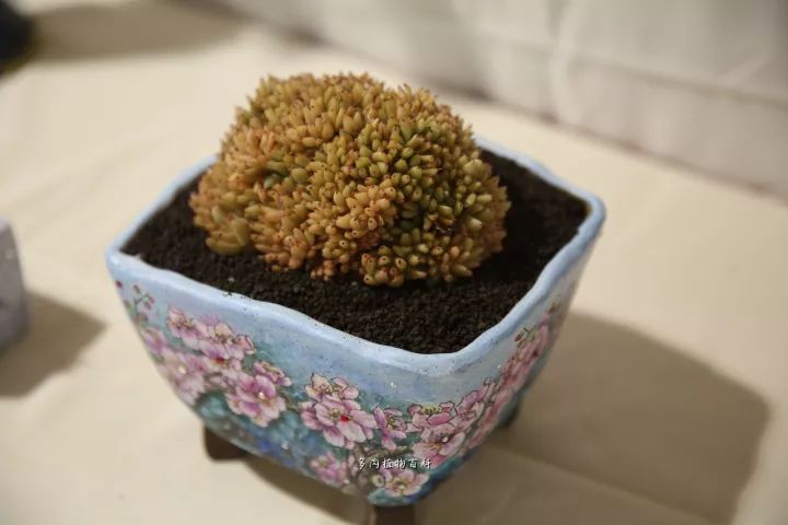 公认最美4种多肉植物图片,2014年上海多肉植物展图片