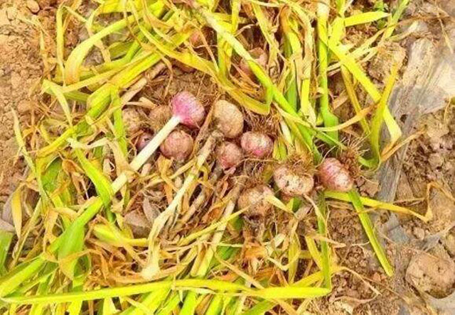 麦茬蒜种植法,重茬蒜地用什么防治地下病虫害