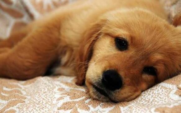 狗狗肠炎用庆大霉素还是蒙脱石散,狗狗肠炎拉血最快的治疗方法