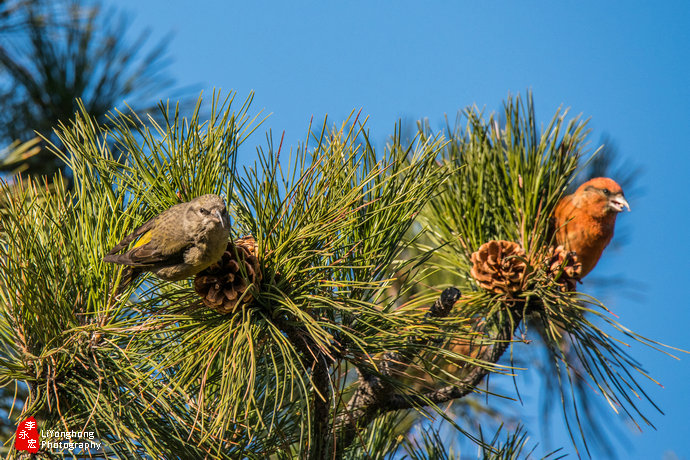 沈阳莫子山公园榆树,沈阳莫子山公园游记