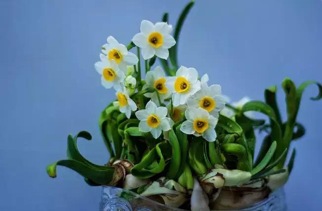水仙花的造型艺术图片,水仙花的花语传说与诗词鉴赏