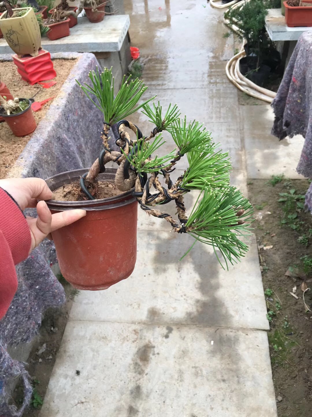 盆景黑松的造型及样品,人工培养近10年的小黑松盆景造型