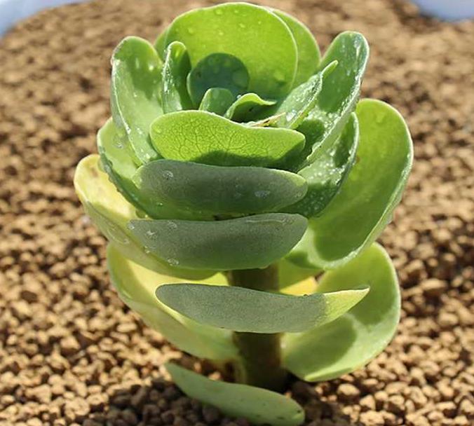 金钱木叶子发蔫变软,金钱木叶子发黄发软怎么补救