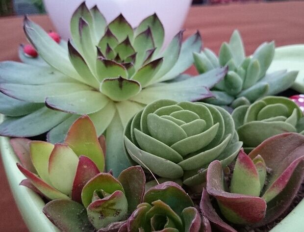 黑叶观音莲病虫害图片,养殖观音莲小技巧