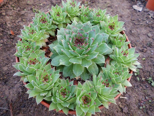 观音莲的病害夏天养殖方法,观音莲座蕨病虫害