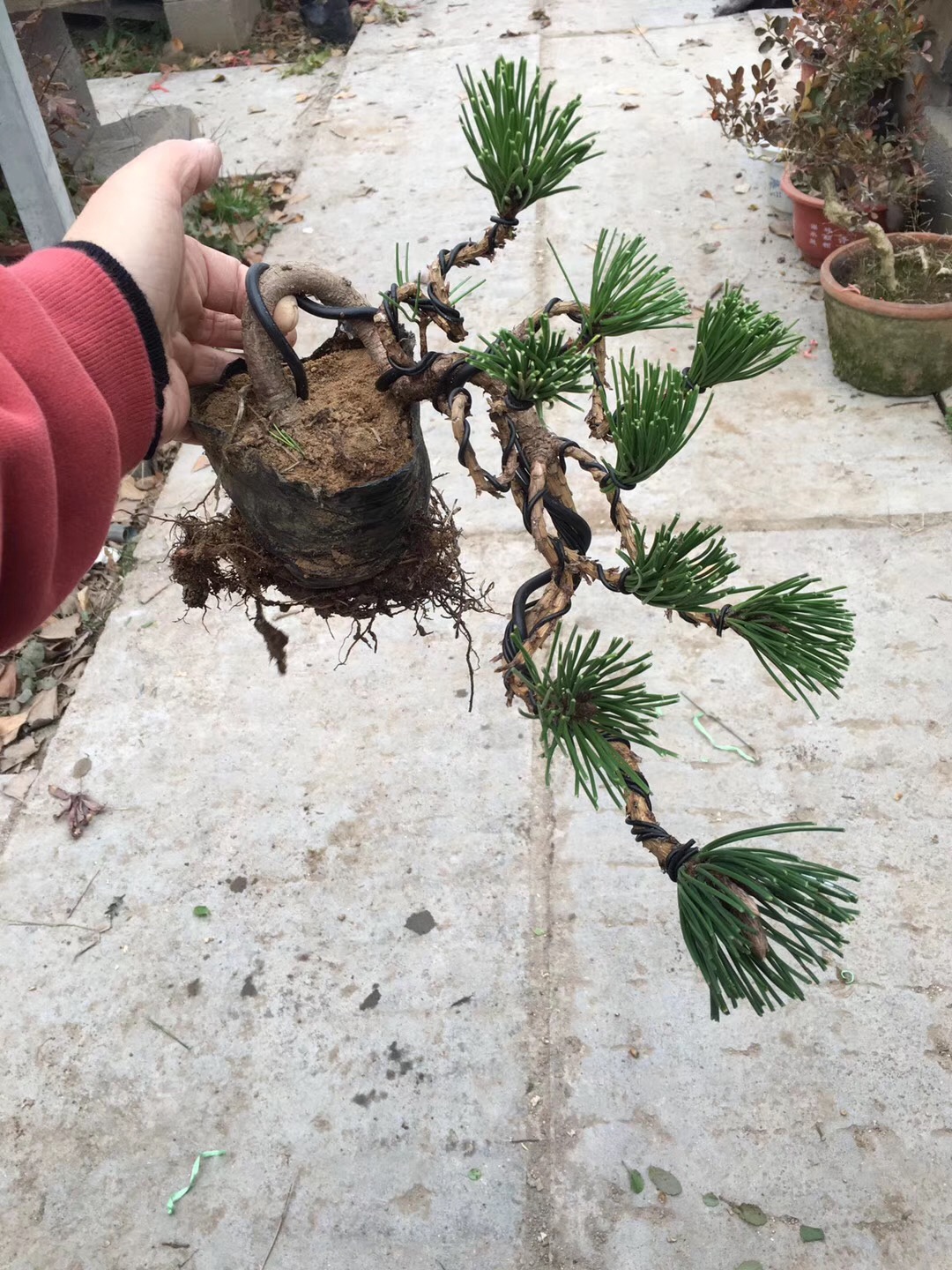 形态各异的黑松盆景,黑松盆景三支素材怎么造型