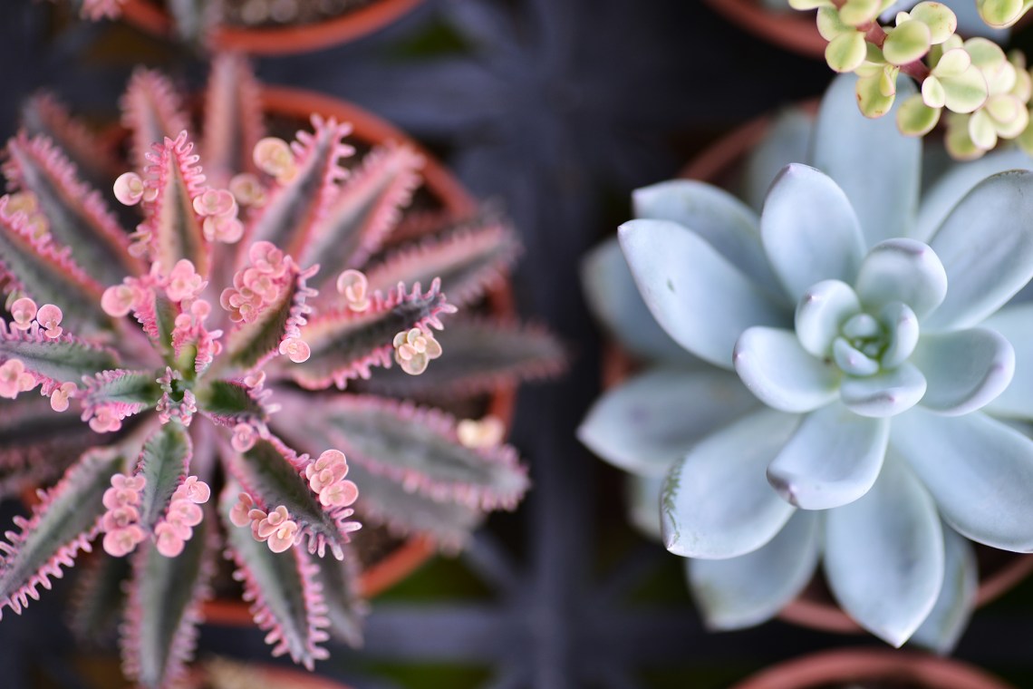 哪种不死鸟多肉好看,非常好看的不死鸟多肉