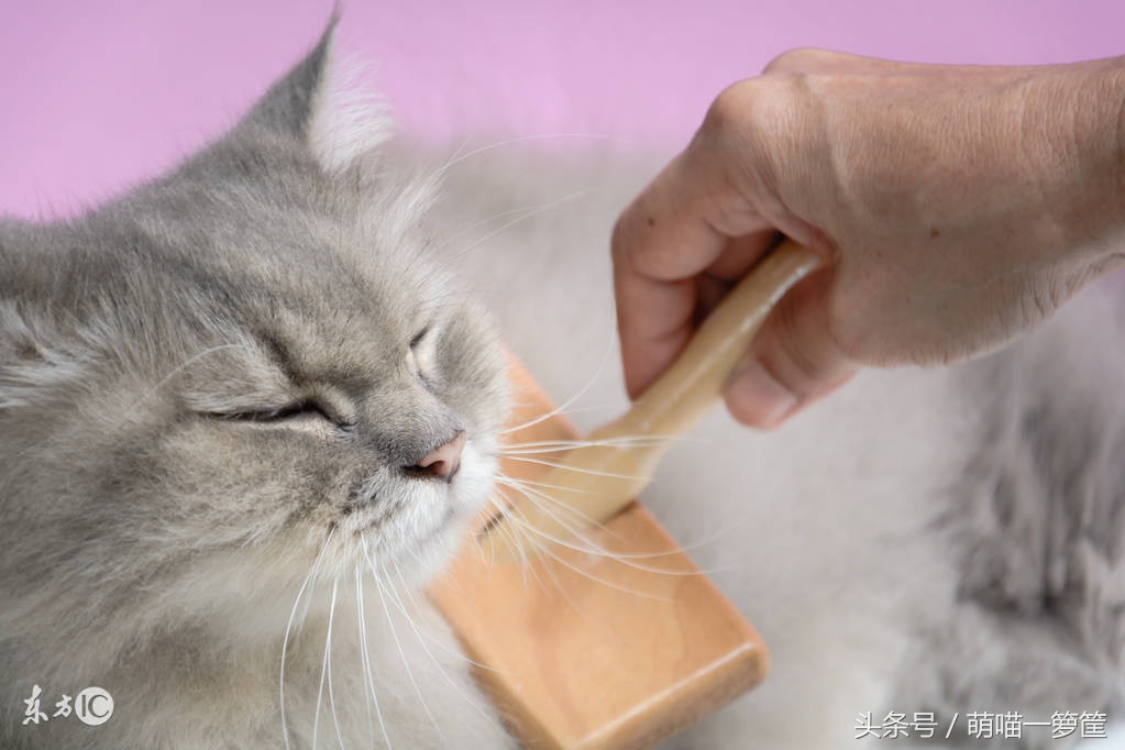 猫咪呕吐的原因及处理方法,猫咪吐毛球和呕吐的区别