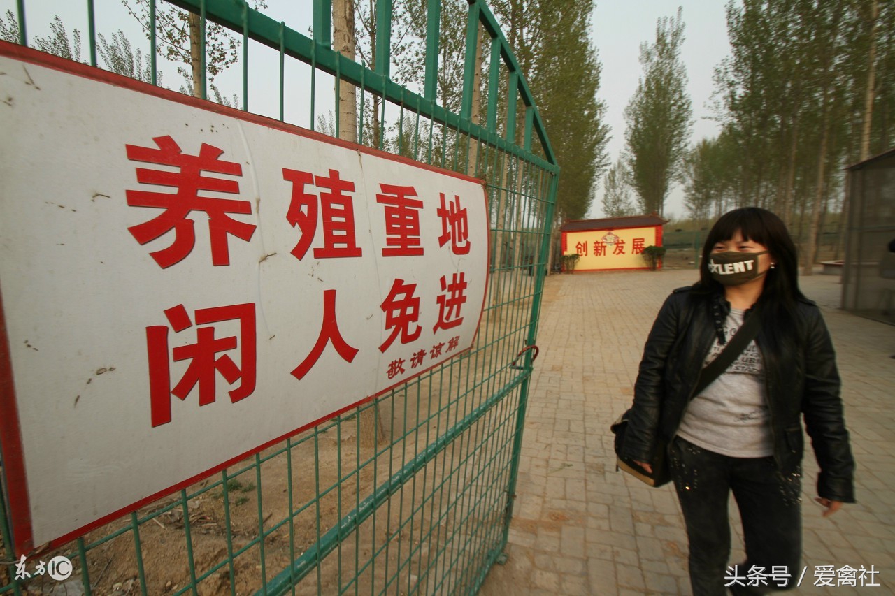 一公一母成年鼠繁衍,一年吃掉4.5万公斤饲料,让养殖场损失13万