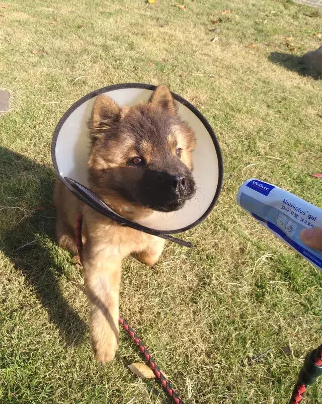 一颗差点“要我狗命”的橡胶球！狗狗频繁呕吐，小心异物伤宠！