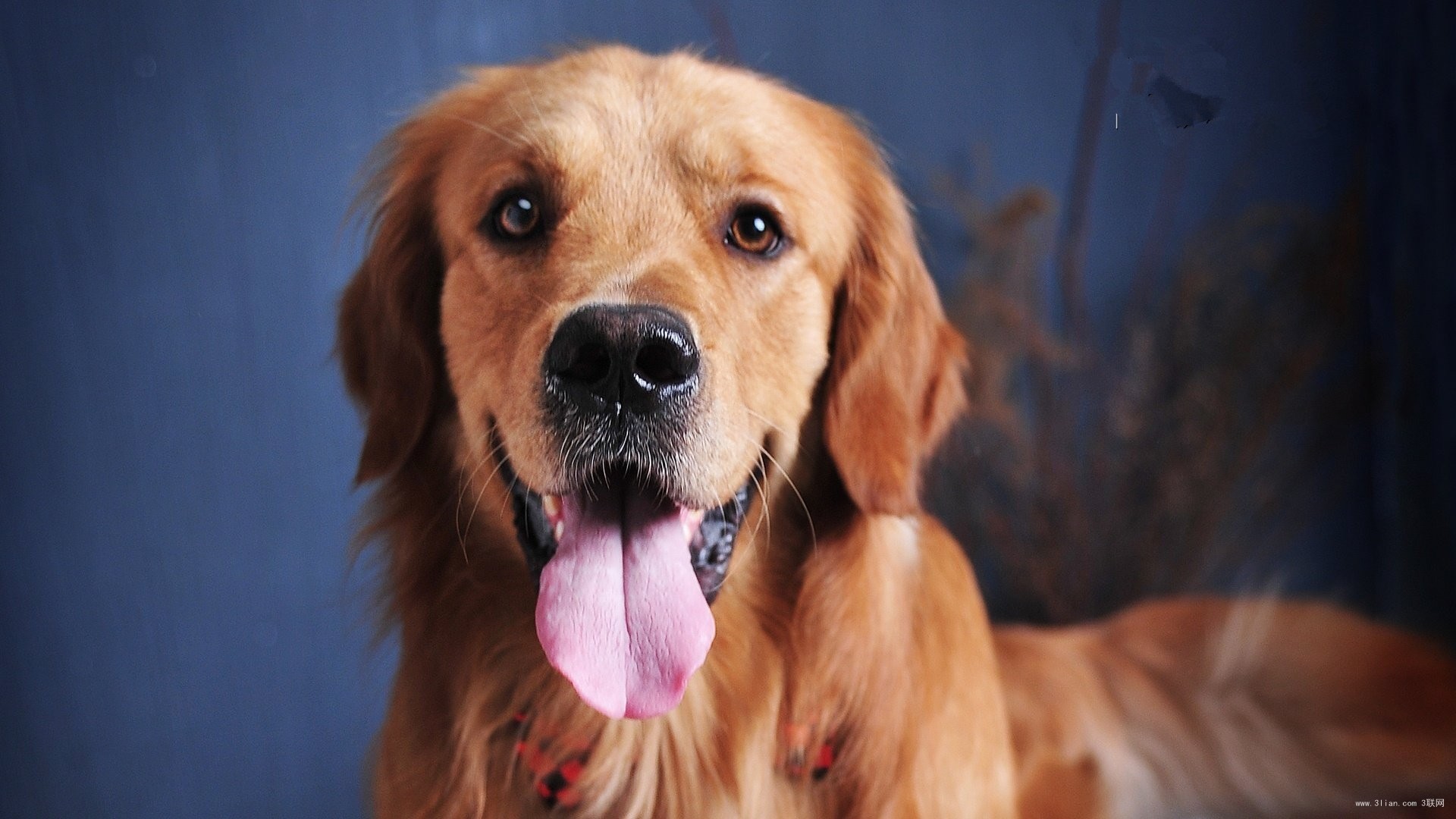 立耳的狗狗品种,狗狗品种大全视频