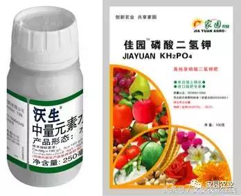 番茄坐果不好怎么办,番茄授粉率低怎么办