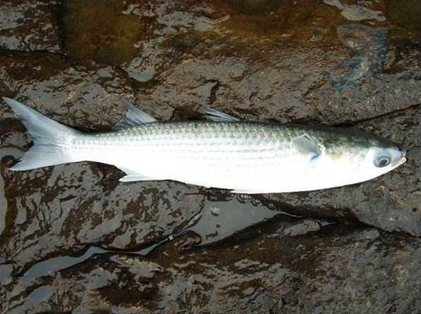 湛江钓水面乌头,湛江雷州钓乌头