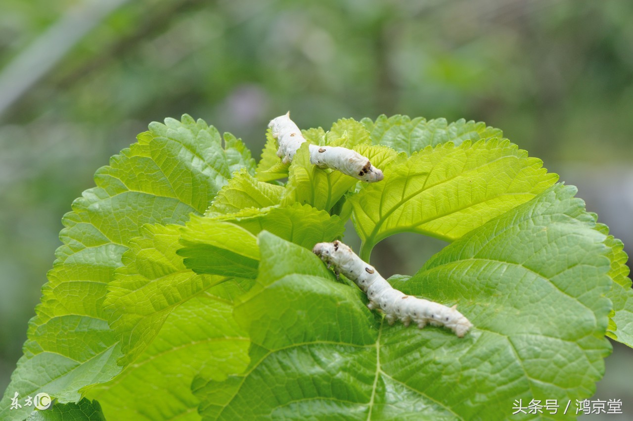 桑叶止汗有奇效,桑叶神仙草功效与作用