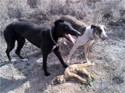 挑选小格力犬的方法和技巧是什么,如何挑选一只纯种格力犬幼犬