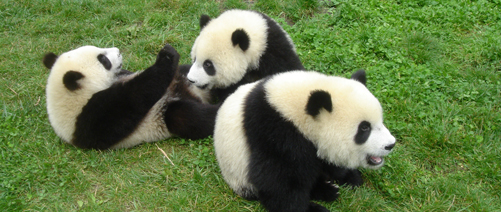 长隆野生动物园一日游日记100字,游玩动物园日记100字