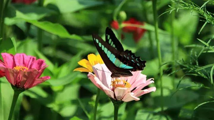 十大最香花卉,十大流行花卉排行榜
