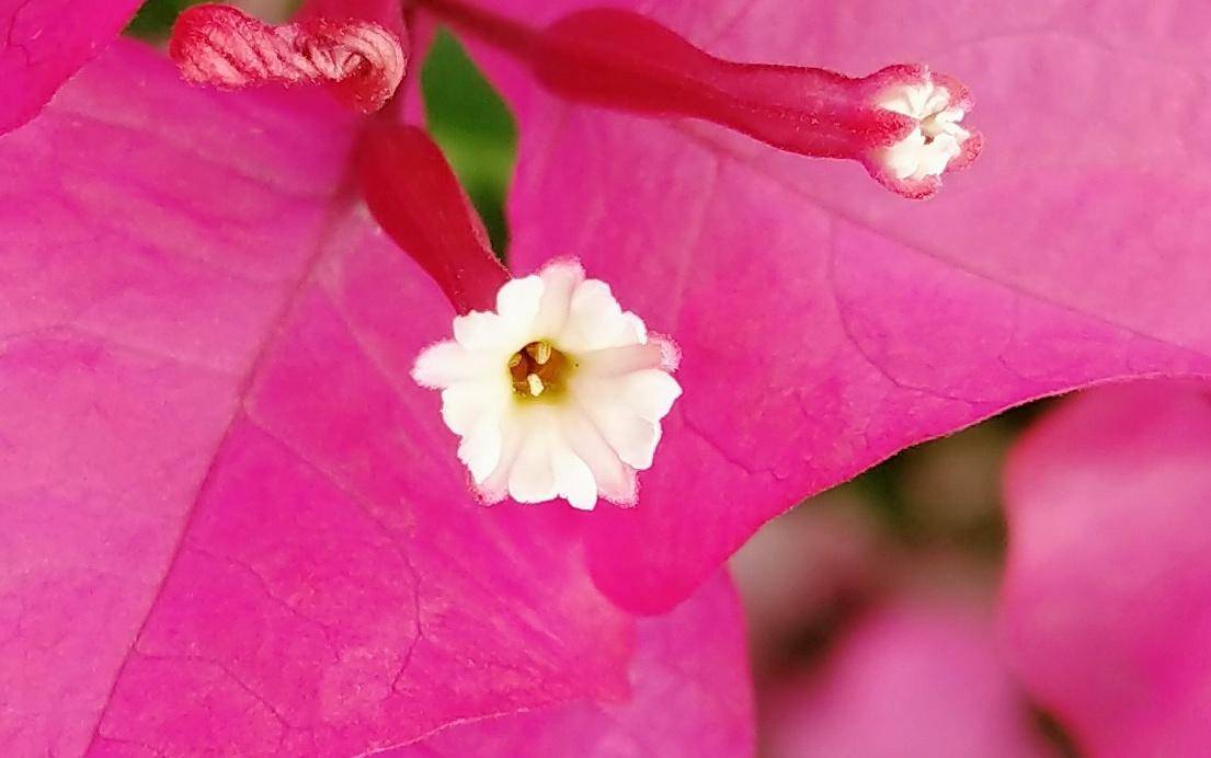 锤子坚果pro2s测评照片,坚果pro2s拍照小白测评