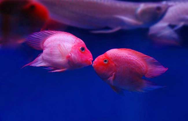 血鹦鹉鱼适合草缸吗,血鹦鹉鱼有什么品种