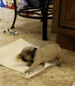 狗为什么爱吃便宜狗粮,给狗子吃好吃的