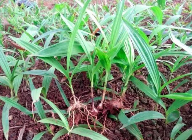 白芨的防病过程,白芨种植用药配方