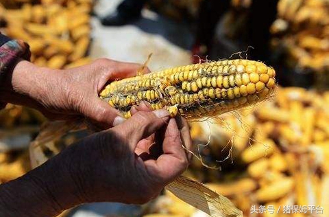 饲料发霉水煮能否杀除霉菌,饲料除霉味最有效的方法