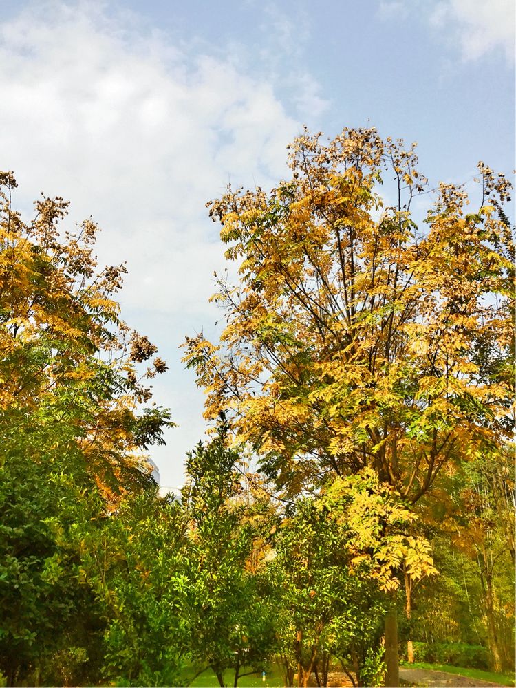 十大最美校园深圳大学,探访最美大学武汉大学