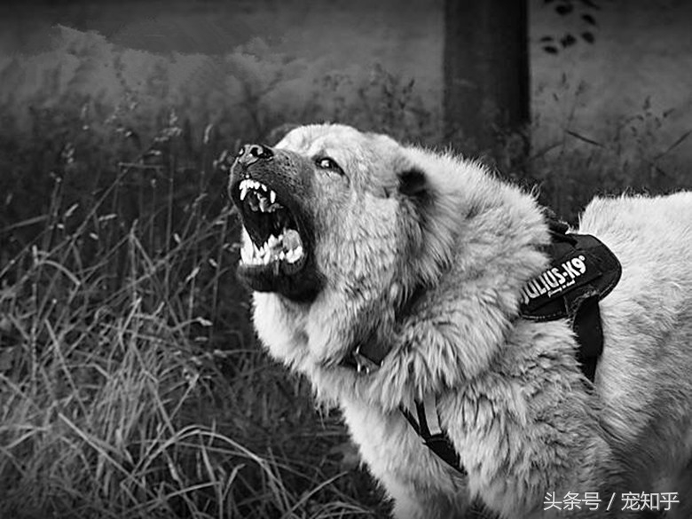 战斗力强又忠诚护住的狗,忠诚勇敢最佳护卫犬卡斯罗