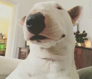 狗狗品种大全及图,狗狗品种大全价格