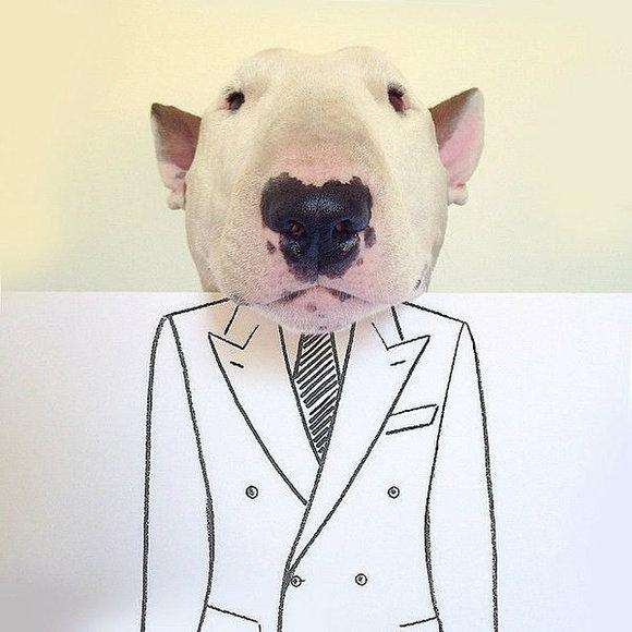 狗狗品种大全及图,狗狗品种大全价格