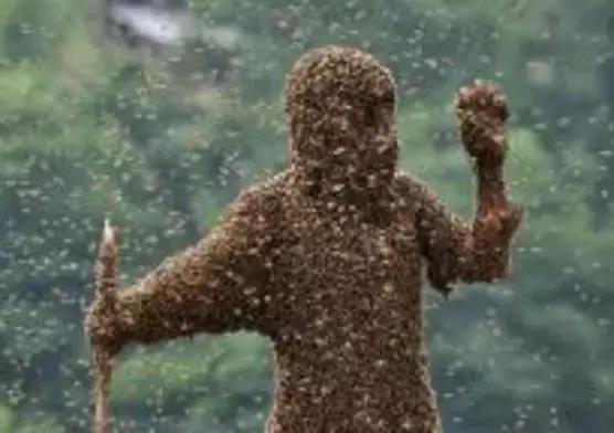 孕妇拥数万蜜蜂拍照被叮3下胎死腹中，老蜂农这样解释