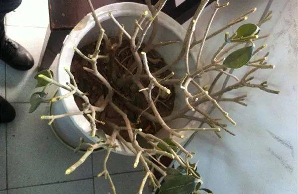 植物冻了怎么补救,植物干枯了还能救活吗