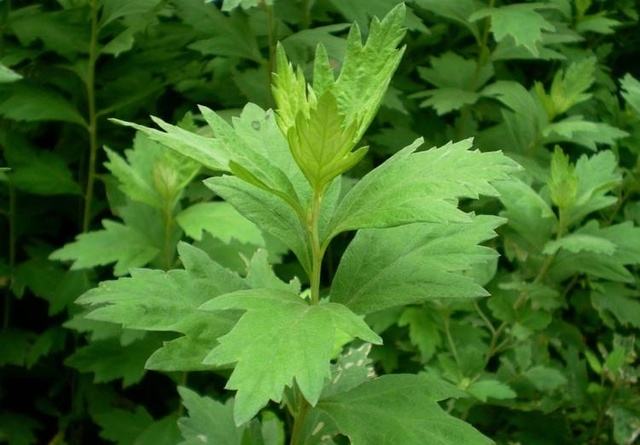 你们还把艾叶当废叶？那你们就大错特错了