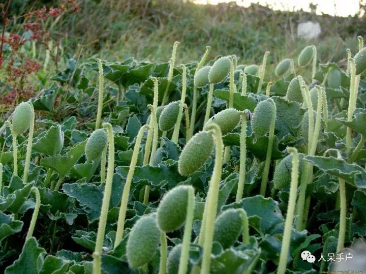 植物传播种子的方法有哪些二年级,植物的果实和种子传播方式有哪些