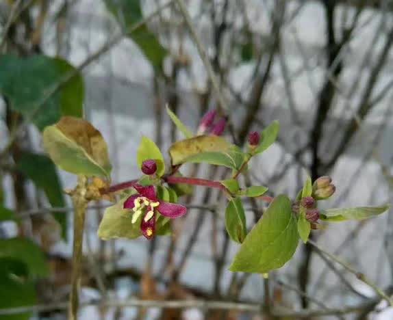 白雪中的红玫瑰花语,白雪中的粉玫瑰