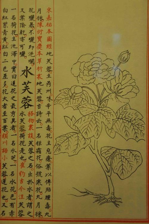 国宝近期照片,国宝永乐大典