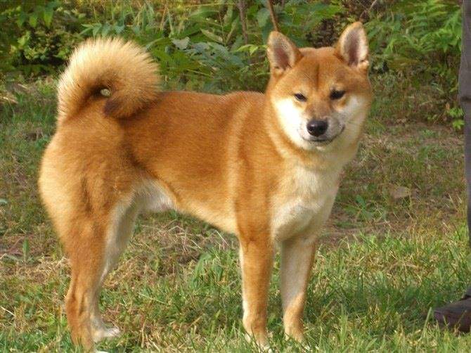 狗狗品种大全及图,狗狗品种大全价格