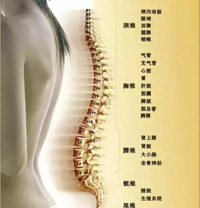 关于脊柱健康的问题,关于脊柱健康的文字